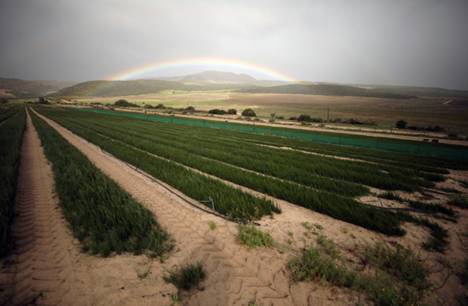 Rooibos tea seedlings await replanting at a farm near Vanrhynsdorp, South Africa, June 30, 2021. REUTERS/Mike Hutchings