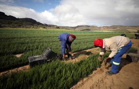 Workers collect rooibos tea seedlings for replanting at a farm near Vanrhynsdorp, South Africa, June 30, 2021. REUTERS/Mike Hutchings