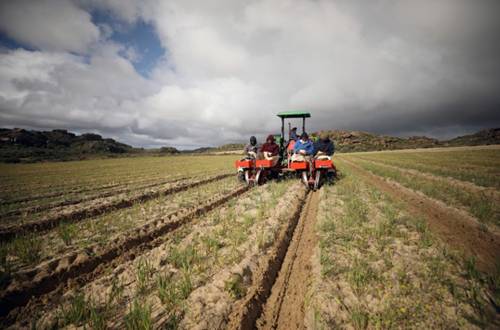 Workers plant seedlings of rooibos tea at a farm near Vanrhynsdorp, South Africa, June 30, 2021. REUTERS/Mike Hutchings