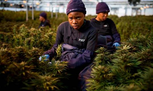 Women harvest cannabis leaf inside a greenhouse operated by MG Health