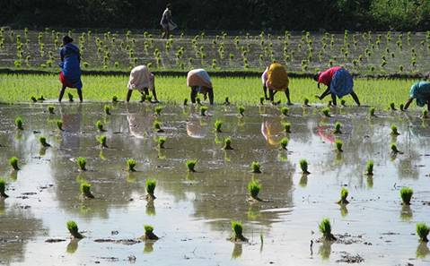 Fears about potential ban on rice exports from India