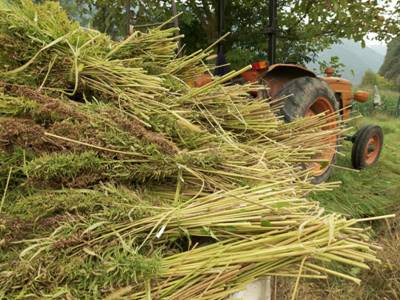 A tractor harvesting hemp plants