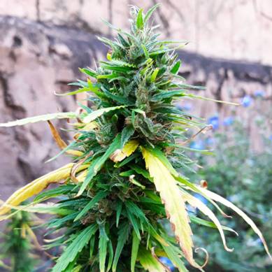 A Swazi Gold cannabis plant