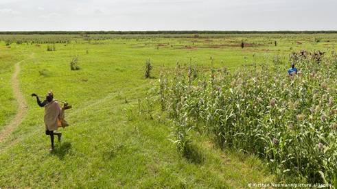 A farmer walking past a corn field