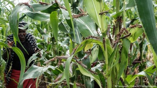 A farmer woman standing behind corn bushes, covered with locusts.