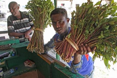 Governing Khat Drugs And Democracy In Somaliland