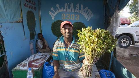 Governing Khat Drugs and Democracy in Somaliland