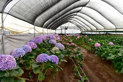 https://agfstorage.blob.core.windows.net/misc/BP_nl/2020/09/21/Hydrangeas.jpg