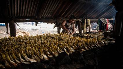 The explosion in fishmeal production has had a massive effect on the amount of fish Gambians can catch for food (Credit: Fábio Nascimento/The Outlaw Ocean Project)