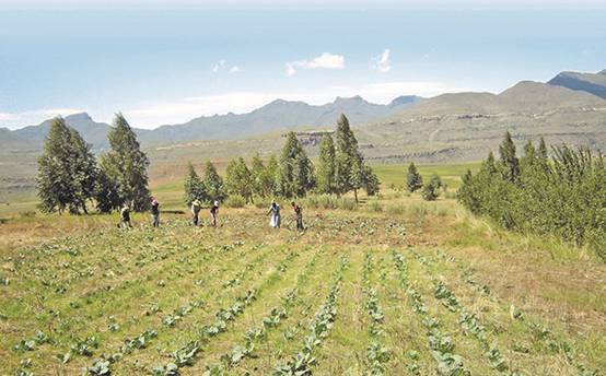 COVID-19 relief vouchers hijacked by fake farmers, says DA