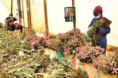 Harvesting spray roses at Equator Flowers in August 2020.