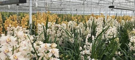 https://www.glastuinbouwwaterproof.nl/content/_processed_/f/5/csm_cymbidium_in_de_kas_a45be193a4.jpg