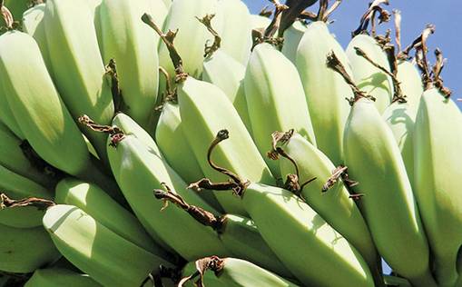 https://www.farmersweekly.co.za/app/uploads/2020/04/banana-crop.jpg