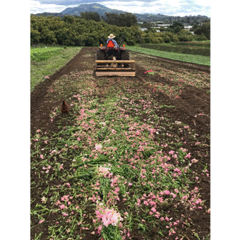 Paralyzed flower industry gives away thousands of blooms | News ...