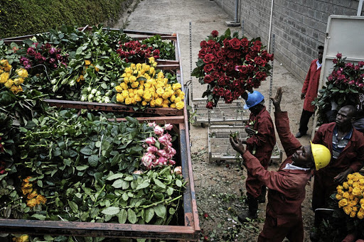 Rough cut: Flowers are dumped at the Bliss Flora farm in Nakuru, Kenya, in March after exports to Europe, Australia, Russia, China and Japan were stopped due to the Covid-19 pandemic. Picture: Gallo Images/AFP/Yasuyoshi Chiba