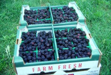 Flats of Texas blackberries